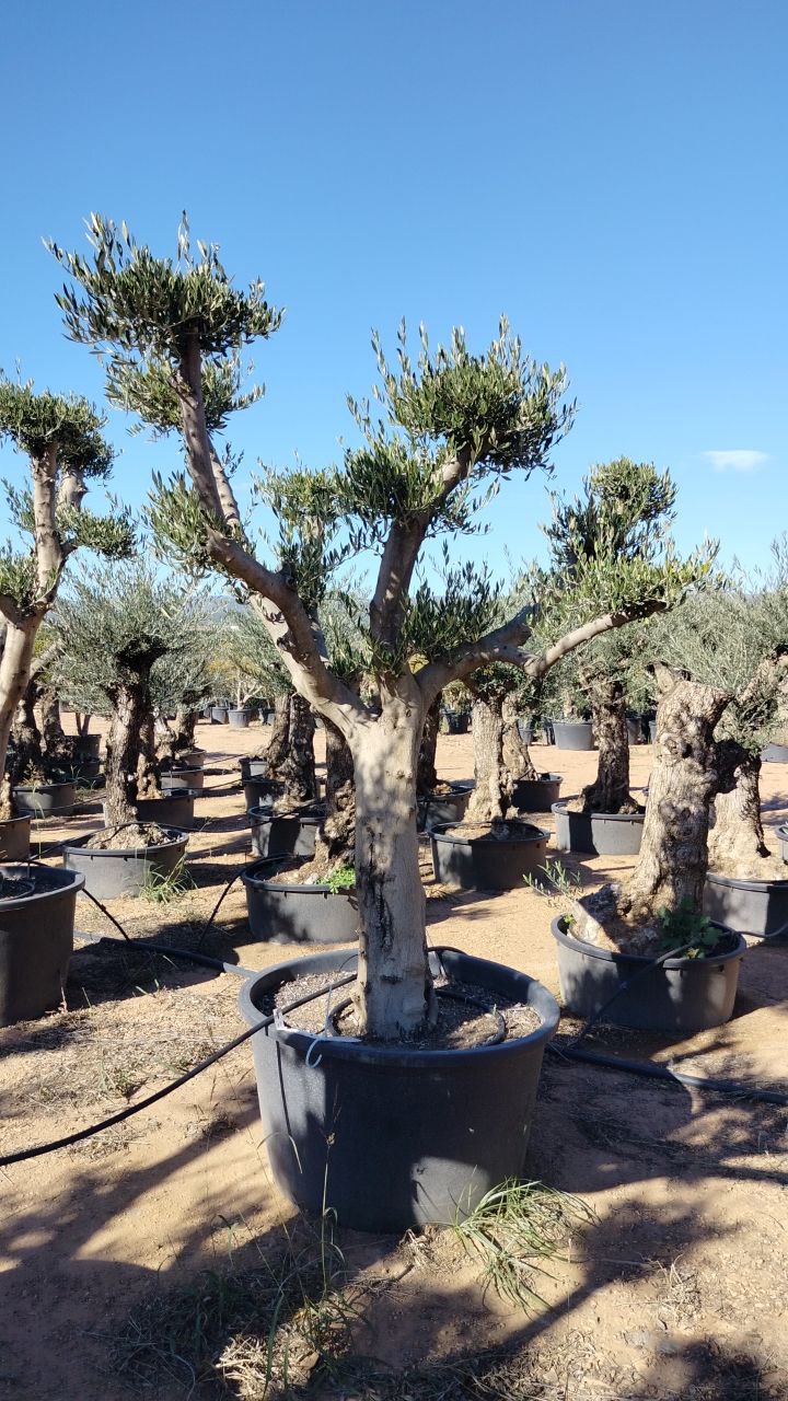 Olea europaea